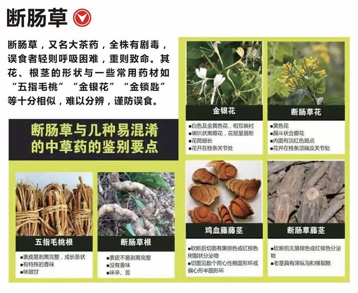 广东省市场监管局提醒：谨防误食野生毒蘑菇等有毒动植物