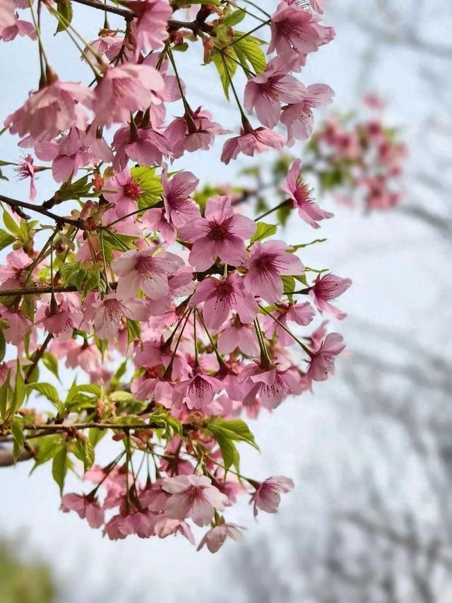 春花烂漫好春景，这些花儿你可分得清？