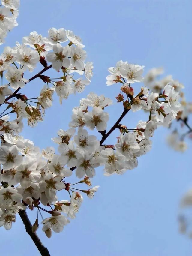 春花烂漫好春景，这些花儿你可分得清？