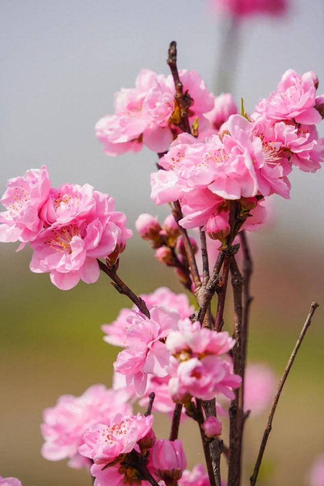 玫红色、针形花瓣的桃花你绝对没见过！就在江海村良渚桃花岛→
