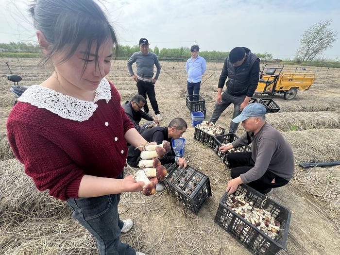 曹老集镇曹郢村赤松茸急需打开销路