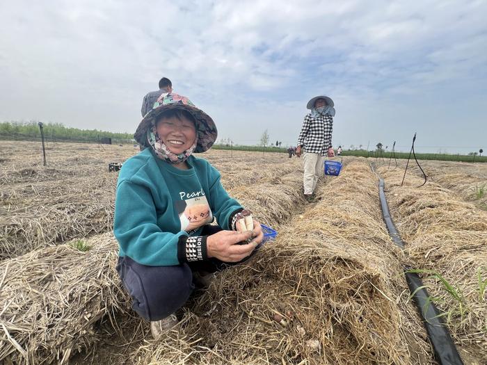 曹老集镇曹郢村赤松茸急需打开销路