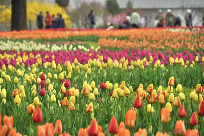 国家植物园20余万株郁金香花海进入最佳观赏期