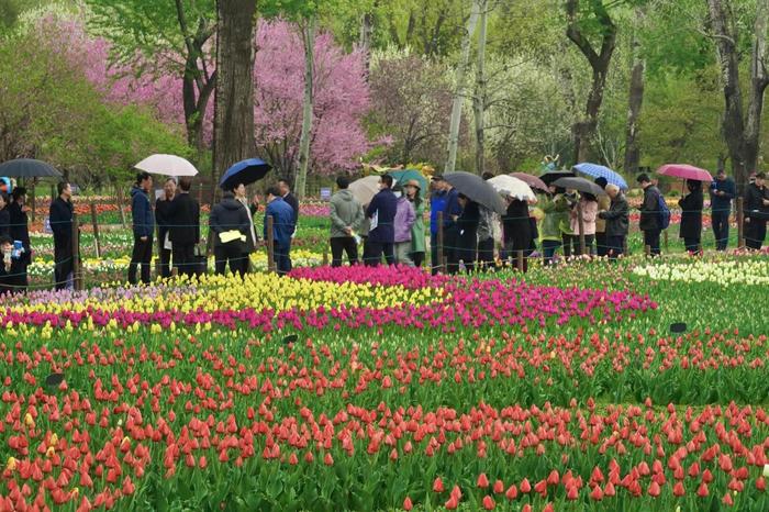 国家植物园20余万株郁金香花海进入最佳观赏期