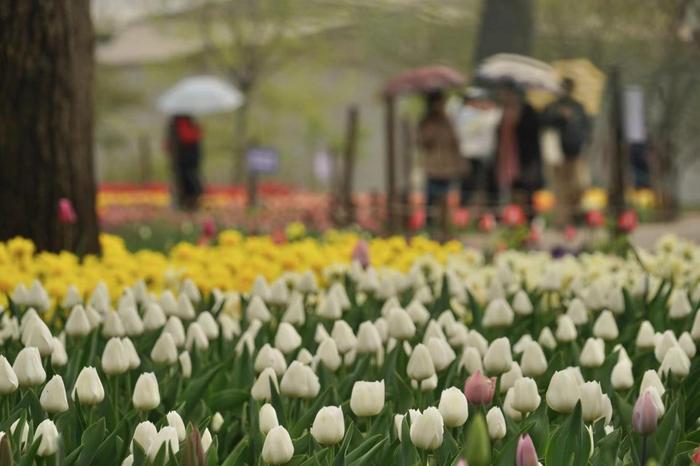 国家植物园20余万株郁金香花海进入最佳观赏期