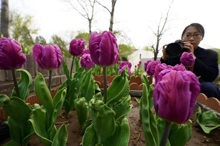 国家植物园20余万株郁金香花海进入最佳观赏期