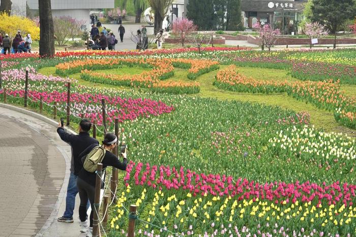 国家植物园20余万株郁金香花海进入最佳观赏期