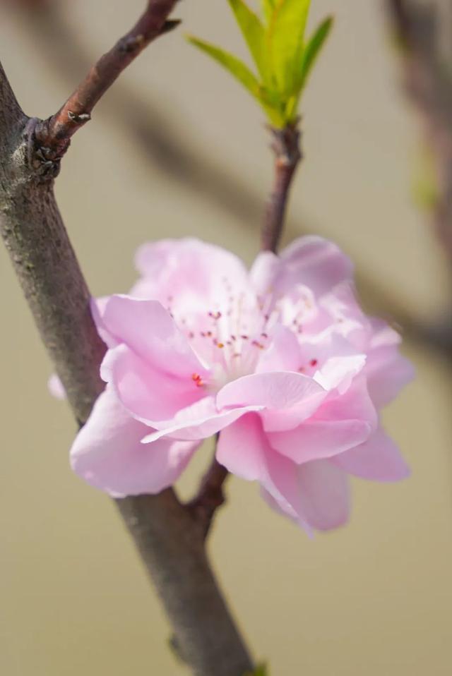 玫红色、针形花瓣的桃花你绝对没见过！就在江海村良渚桃花岛→