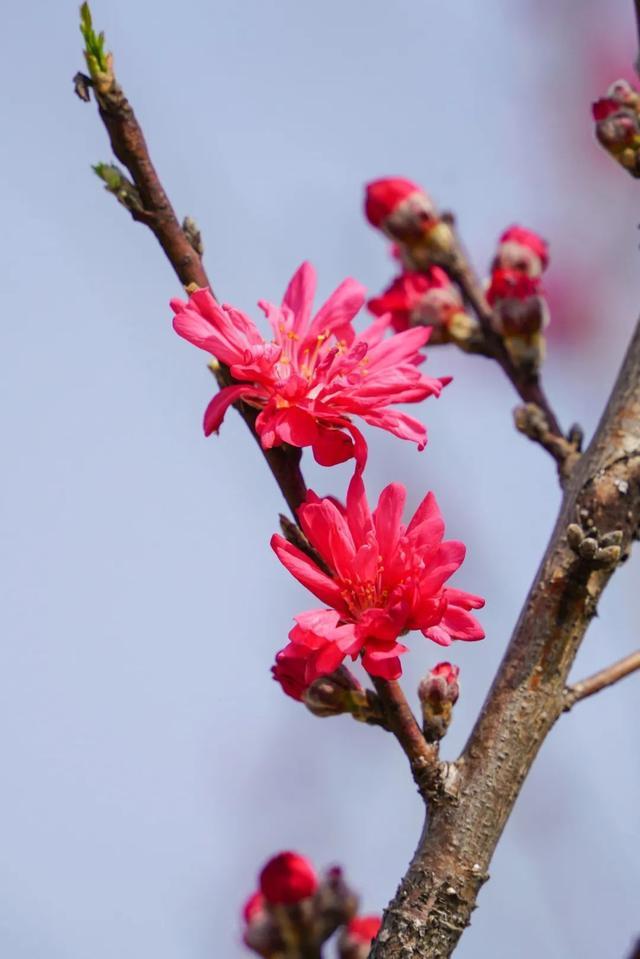 玫红色、针形花瓣的桃花你绝对没见过！就在江海村良渚桃花岛→
