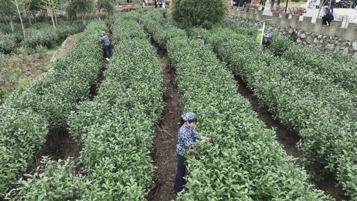 安徽潜山茶旅文化节暨第三届天柱剑毫斗茶赛在五庙乡成功举行