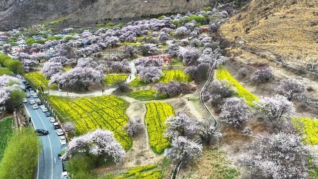 高原芳菲画春景——花间唤醒雪域春