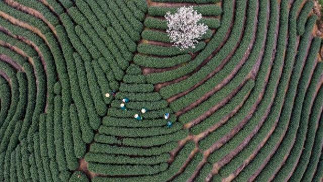 杭州春天的经典徒步线路：从梅家坞上茶山