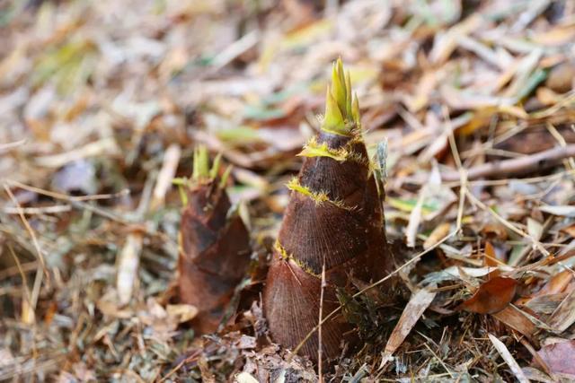 上海佘山兰笋文化节明天开幕，超多活动抢先看→