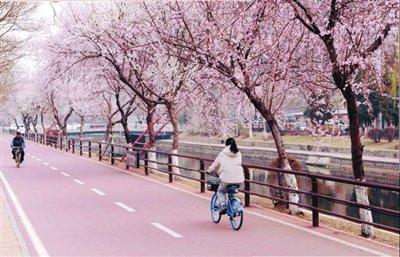 春有约 花不误 在那桃花盛开的地方感受城市之美