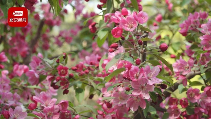 《“海棠花溪”盛景再现！北京朝阳打造花园城市 实现“一园一花一品”》