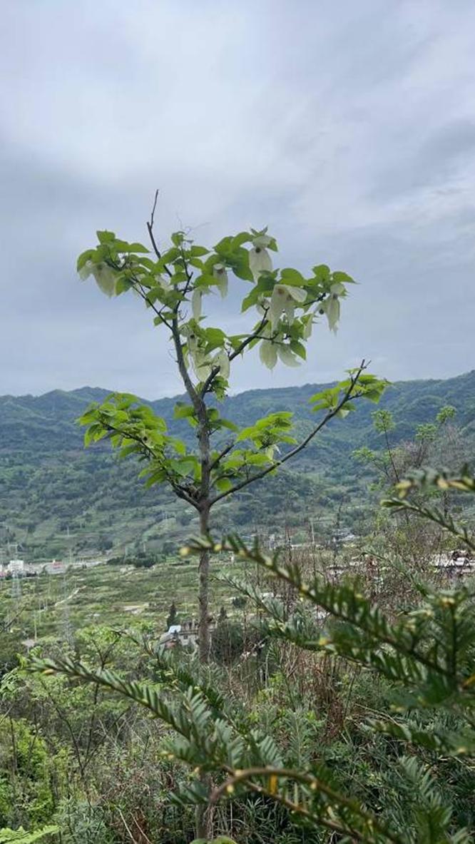 深山鸽子花进城 珙桐首次在荥经县城低海拔盛开