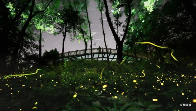 邛崃天台山景区迎来2024第一波萤火虫观赏高峰！