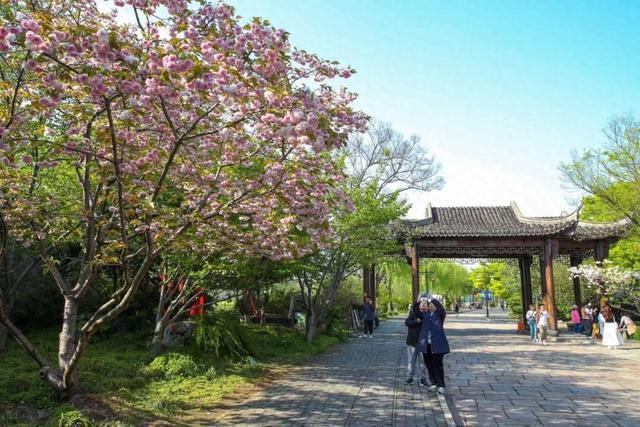 广富林文化遗址：晚樱盛开，续写春日美好