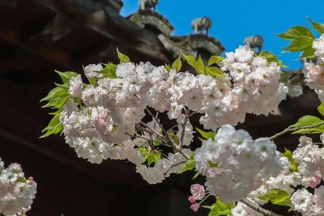 广富林文化遗址：晚樱盛开，续写春日美好