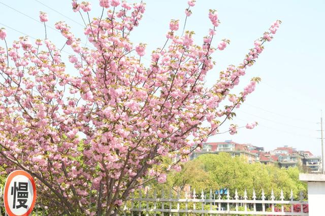 藏不住啦～洞泾春日限定，一起踏青赏花吧