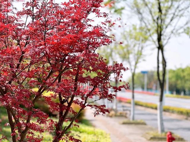 藏不住啦～洞泾春日限定，一起踏青赏花吧