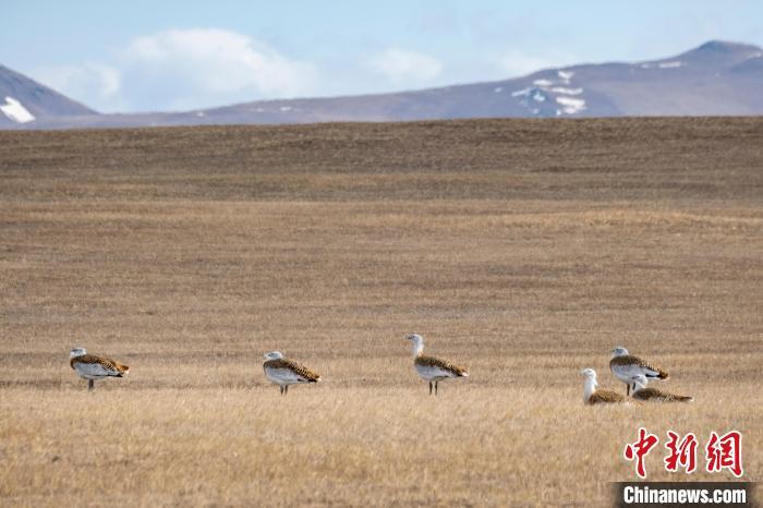 内蒙古：大批候鸟“做客”霍林郭勒