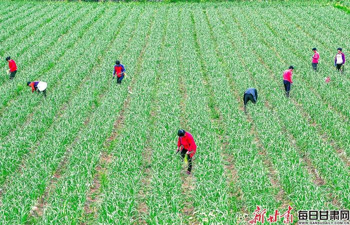 【图片新闻】成县：蔬菜种植成农民增收致富的压舱石
