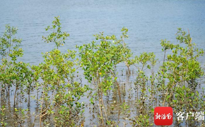 从“流浪”到修复，三亚铁炉港已恢复近2000亩红树林