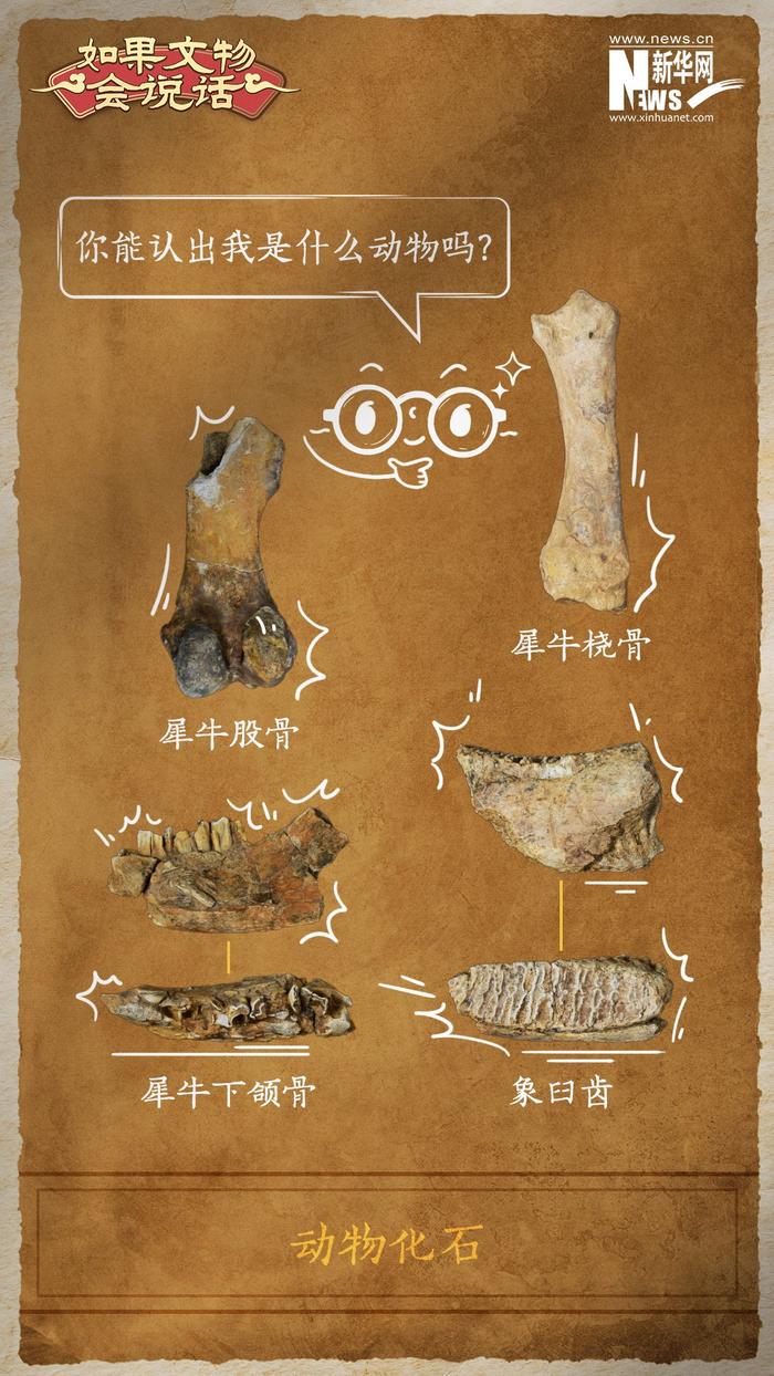 如果文物会说话｜沂水跋山遗址群：解码10万年前古人类的生活图景