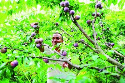 借“荔”发力，做好“土特产”文章 ——广东茂名发展特色产业赋能乡村振兴的生动实践