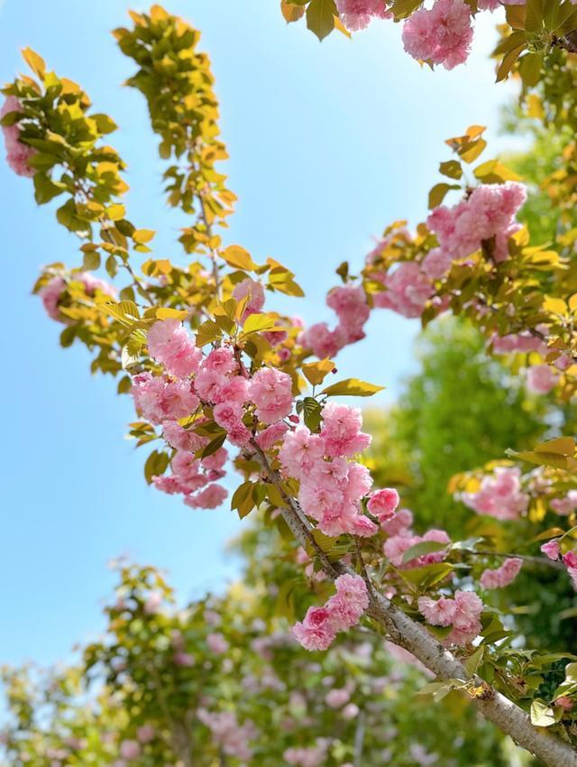 藏不住啦～洞泾春日限定，一起踏青赏花吧