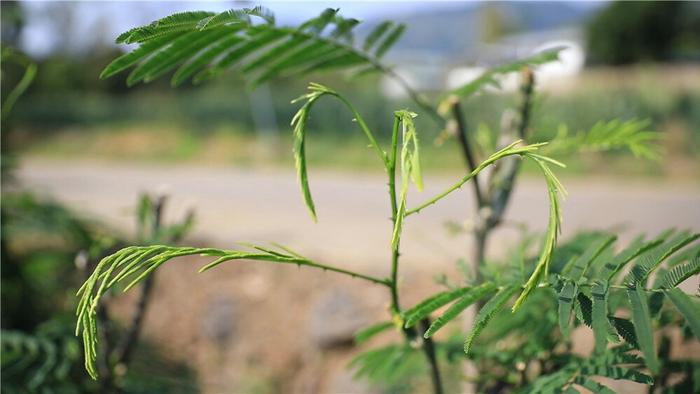 万千气象看云南丨保山：别拿“臭菜”不当菜 “帕哈”够鲜也够味儿