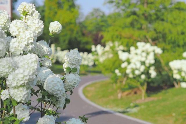 错过等一年，上海之鱼四月的这波绣球花盛宴你打卡了吗？