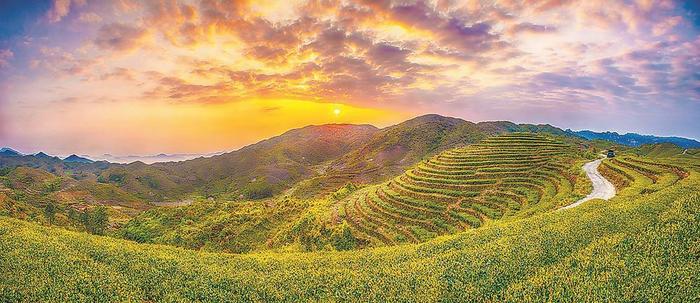 泡好这杯“漳州乌龙茶”