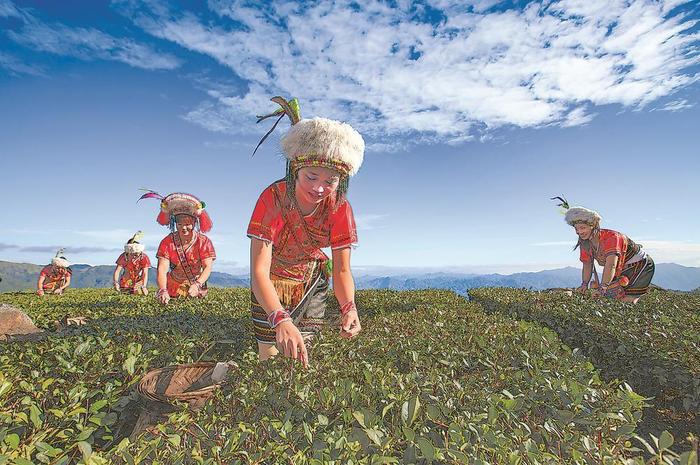 泡好这杯“漳州乌龙茶”