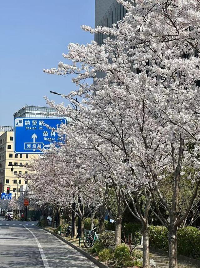 到浦东这里，感受朱自清笔下的《春》