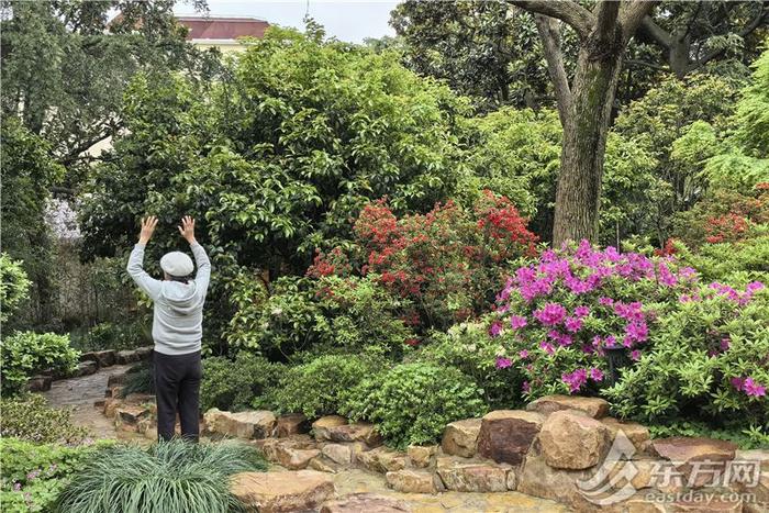 “花中西施”杜鹃热烈登场，上海的春天更热闹了