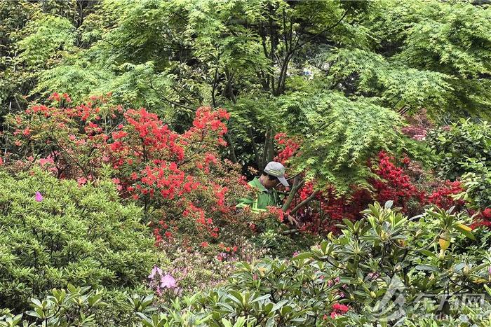 “花中西施”杜鹃热烈登场，上海的春天更热闹了