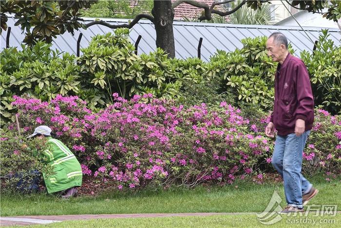 “花中西施”杜鹃热烈登场，上海的春天更热闹了