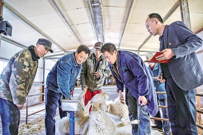 环县 全链条发展肉羊产业提升养殖效益