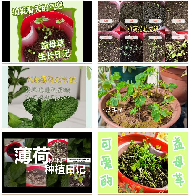 同仁堂“药植小达人”种植大赛启幕！