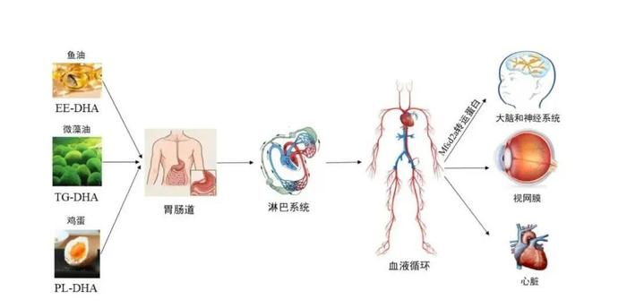 如何获取DHA？怎么来选择！