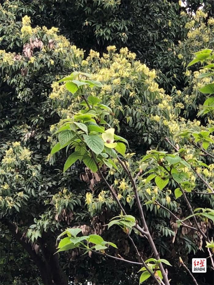 锦绣世园会 | 闹市里的植物博物馆 400余种植物繁茂生长