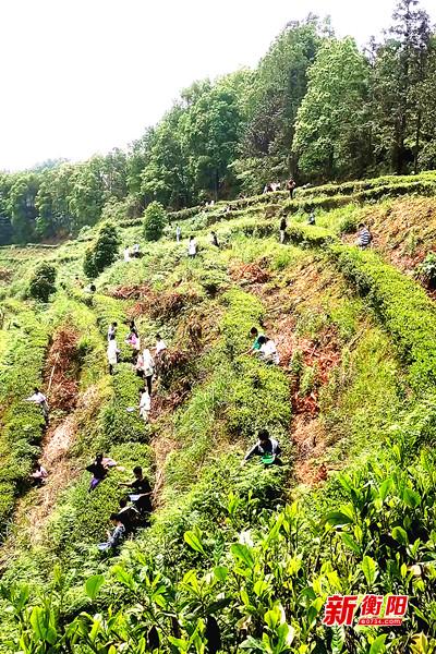 与“茶文化”零距离！耒阳市龙塘镇中学将课堂“搬进”茶园