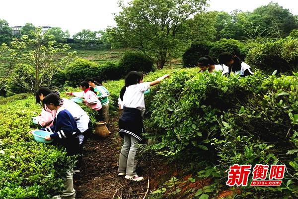 与“茶文化”零距离！耒阳市龙塘镇中学将课堂“搬进”茶园