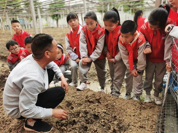 丹江口市六里坪镇小学开展葫芦种植实践活动