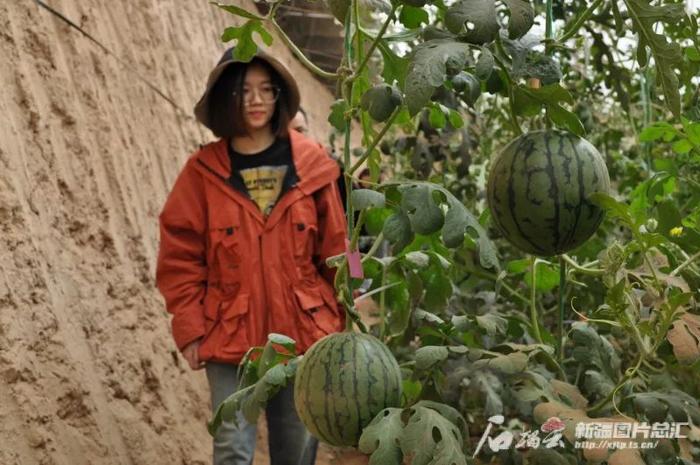 新疆最早成熟的西瓜上市啦！