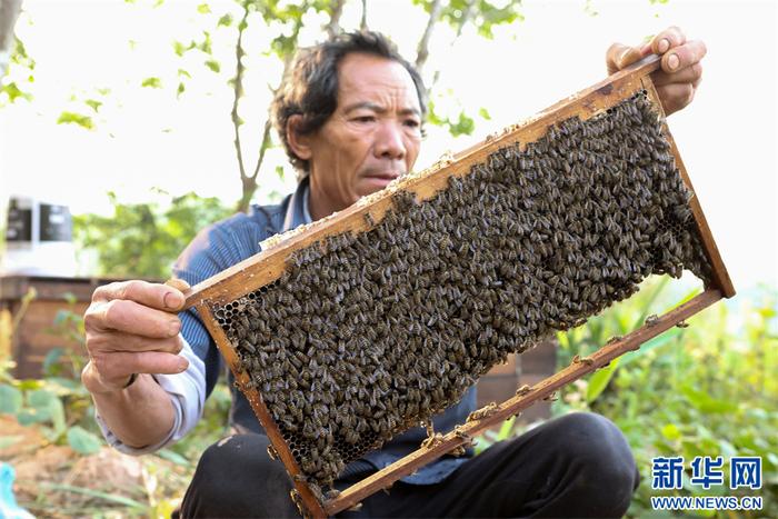 西双版纳：胶林来了“逐蜜人”