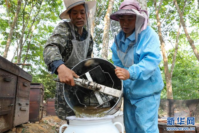 西双版纳：胶林来了“逐蜜人”