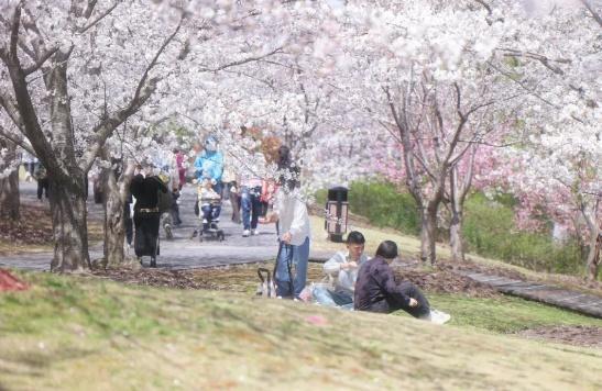 2024上海樱花节圆满落幕，期待明年再相约！